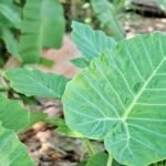 hoaihungtv-giant-elephants-ear-6631924_1920